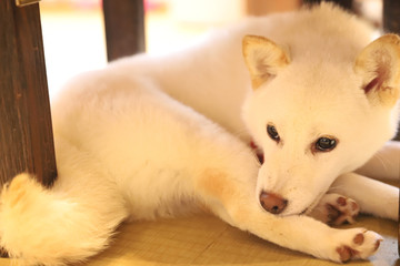 写真素材: 豆柴（白色）