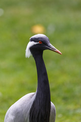 Portrait of black and white crane