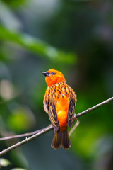 Bright colourful small bird