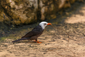 Black and white small bird