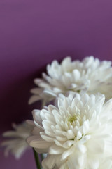 Simple elegant bouquet of delicate tender white chrysanthemum daisy flowers on purple wall background. Wedding engagement romantic concept. Card poster template