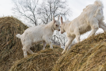 little goats stand on top of a haystack