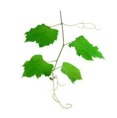 grape ivy on white background