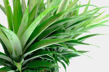 Obraz premium green crown pineapple