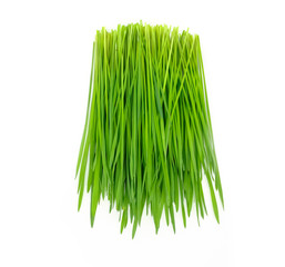 green wheat grass  on white background