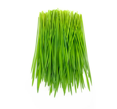 Green Wheat Grass  On White Background