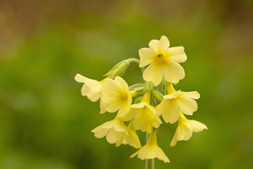 Echte Schlüsselblume (Primula veris)