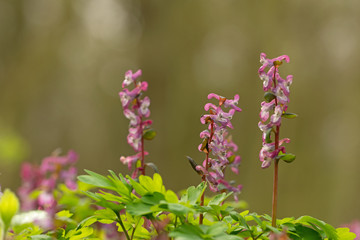 Hohler Lerchensporn (Corydalis cava)