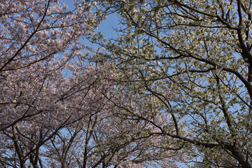 日本の美しい桜
