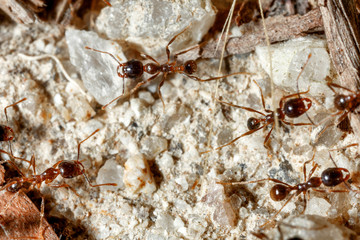 The ant is close-up.