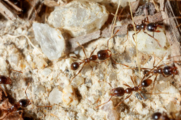 The ant is close-up.