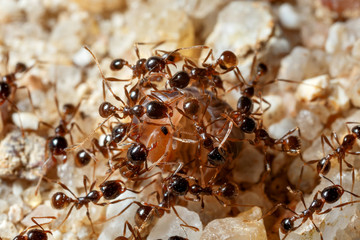 Ants and ant's sacrifice.