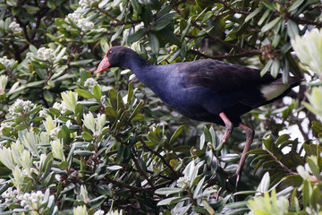 Adult Pukeko up a tree. New Zealand.