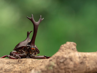 カブトムシ