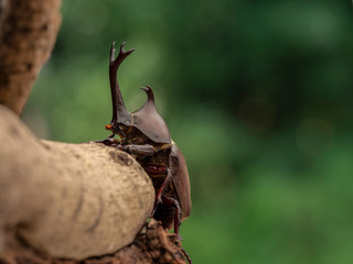 カブトムシ