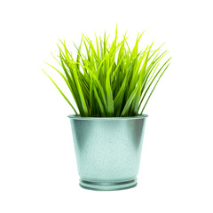 Green grass in the pot isolated on white background with Clipping Path.