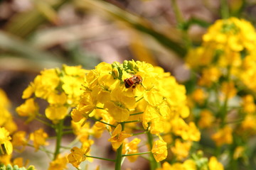 菜の花とハチ25