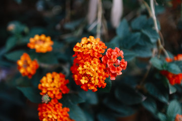 colorful nature in Thailand