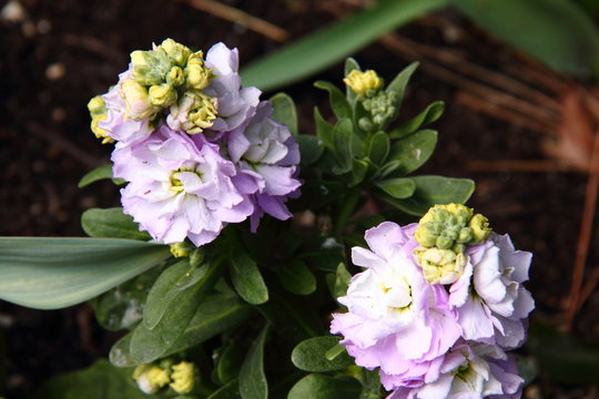 「Mathiola」の写真素材 | 2,342件の無料イラスト画像 | Adobe Stock