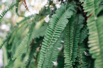 colorful nature in Thailand