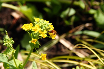 菜の花とハチ07
