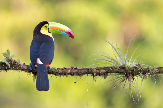 keel-billed toucan (Ramphastos sulfuratus) on a branch with a bromelia