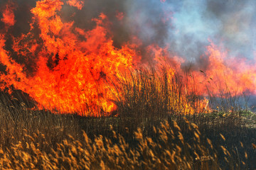 Raging forest spring fires. Burning dry grass, reed along lake. Grass is burning in meadow. Ecological catastrophy. Fire and smoke destroy all life. Firefighters extinguish Big fire. Lot of smoke