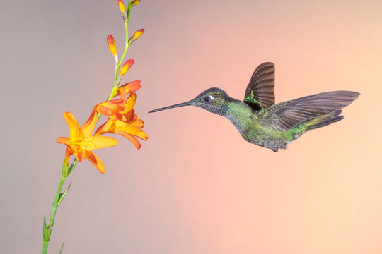 Talamanca hummingbird (Eugenes spectabilis)