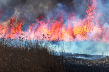 Raging forest spring fires. Burning dry grass, reed along lake. Grass is burning in meadow. Ecological catastrophy. Fire and smoke destroy all life. Firefighters extinguish Big fire. Lot of smoke