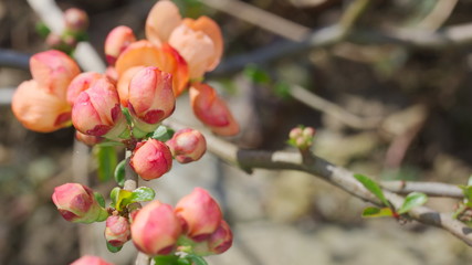 Macro shot of bright pink red flowers of quince Chaenomeles superba