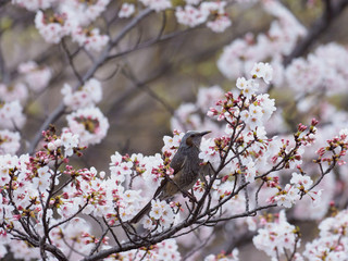 桜の枝のヒヨドリ