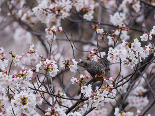 桜の枝のヒヨドリ