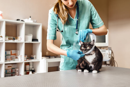 Working process. Female veterinarian in work uniform putting on a protective plastic collar to a large black cat lying on the table in veterinary clinic