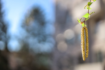 Close up birch tree with full of pollen and deep blue sky in early spring
