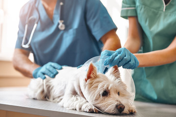 Es tut überhaupt nicht weh. Hände von zwei Tierärzten in Schutzhandschuhen, die einem kleinen Hund, der in der Tierklinik auf dem Tisch liegt, ein schützendes Plastikhalsband anlegen