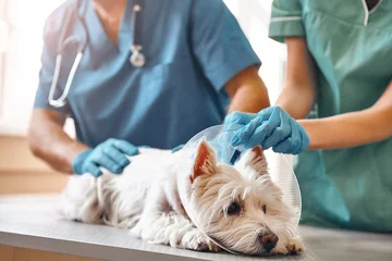 Peel and stick wall murals Veterinarians It doesn't hurt at all. Hands of two veterinarians in protective gloves putting on a protective plastic collar on a small dog lying on the table in veterinary clinic