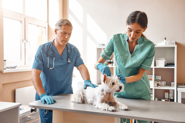 Working in veterinary clinic. A young female assistant putting on a protective collar at small cute dog while middle aged male vet holding a patient.