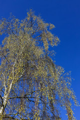 birch tree with full of pollen and deep blue sky in early spring