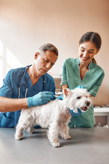 Perfect patient. A male middle aged vet making an injection for a small dog while his female...