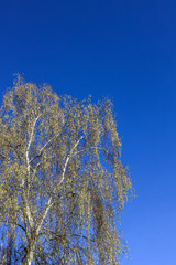 birch tree with full of pollen and deep blue sky in early spring