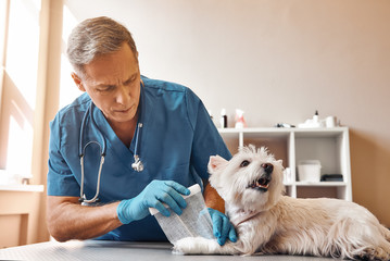 Working with the patient. Professional middle aged veterinarian in work uniform bandaging a paw of a small dog lying on the table at veterinary clinic.