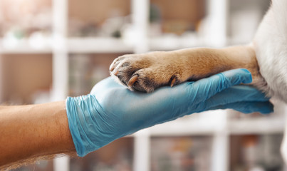 I am your friend. Hand of a veterinarian in a protective glove holding a paw of his patient during while working at veterinary clinic - obrazy, fototapety, plakaty
