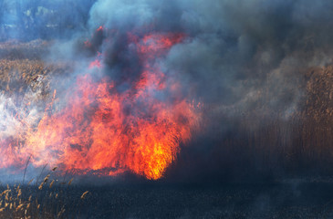 Fototapeta na wymiar Raging forest spring fires. Burning dry grass, reed along lake. Grass is burning in meadow. Ecological catastrophy. Fire and smoke destroy all life. Firefighters extinguish Big fire. Lot of smoke