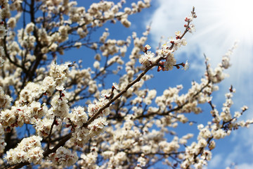 Tree branches with spring blossoms on bright blue sky and clouds background