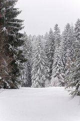snow mountain forest woods.