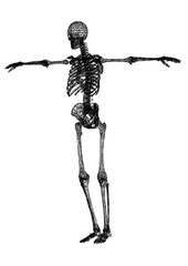human skeleton