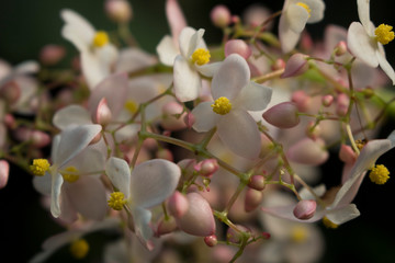 Begonia