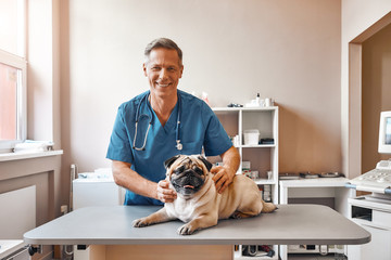 My best patient. Cheerful middle aged male vet in work uniform holding a pug and smiling while standing at veterinary clinic - obrazy, fototapety, plakaty