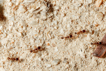 The ant is close-up.