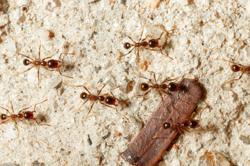 The ant is close-up.
